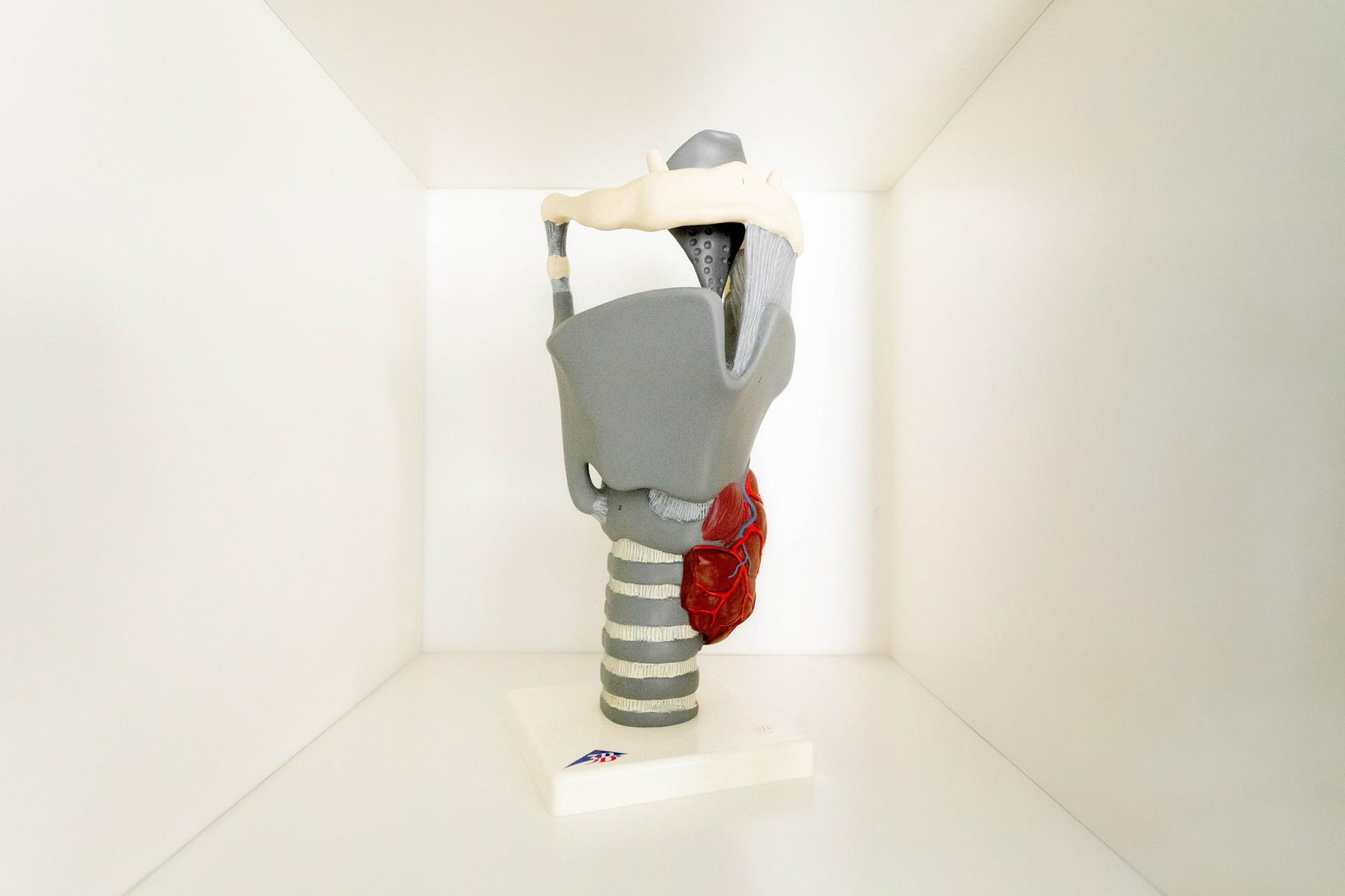 foto van een maquettte van de larynx en de keel
